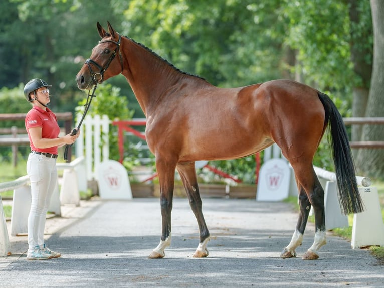 Westfale Stute 5 Jahre 174 cm Brauner in Münster