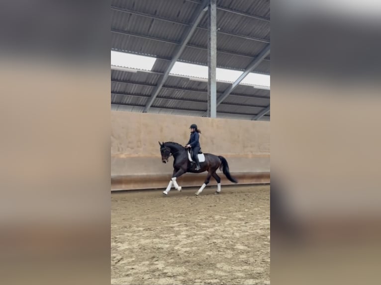 Westfale Stute 5 Jahre 174 cm Dunkelbrauner in Roeser