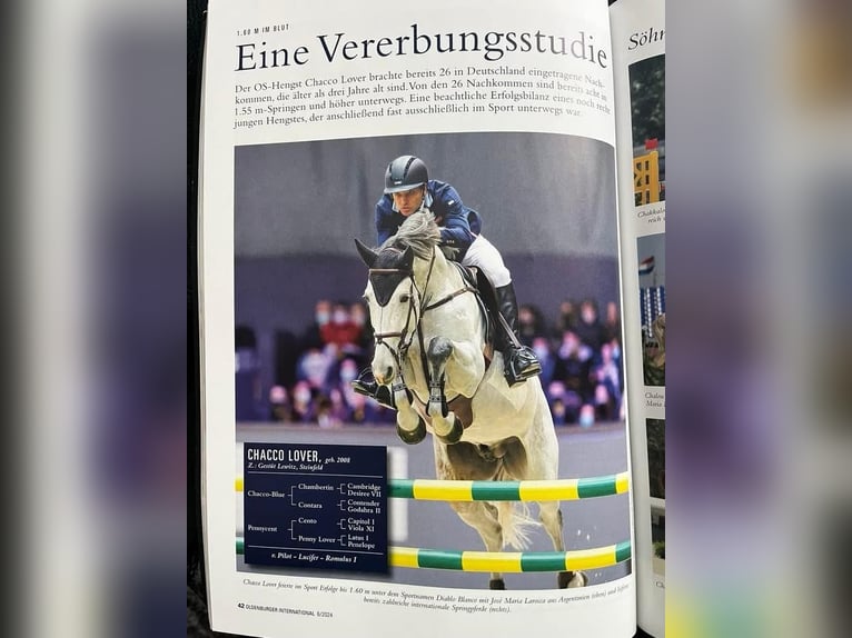 Westfale Stute 5 Jahre 175 cm Schimmel in Delbr&#xFC;ck