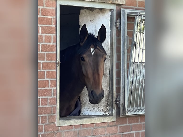 Westfale Stute 5 Jahre 176 cm Brauner in Laer