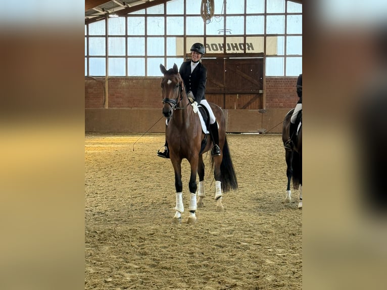 Westfale Stute 5 Jahre 176 cm Dunkelbrauner in Iserlohn