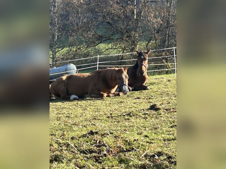 Westfale Stute 5 Jahre 178 cm Brauner in Gmund am Tegernsee