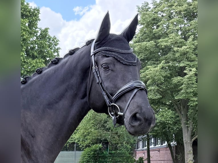 Westfale Stute 5 Jahre 178 cm Rappe in Neuss