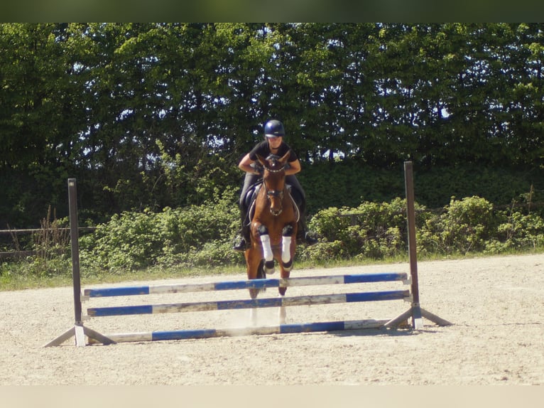 Westfale Stute 6 Jahre 155 cm Brauner in Iserlohn
