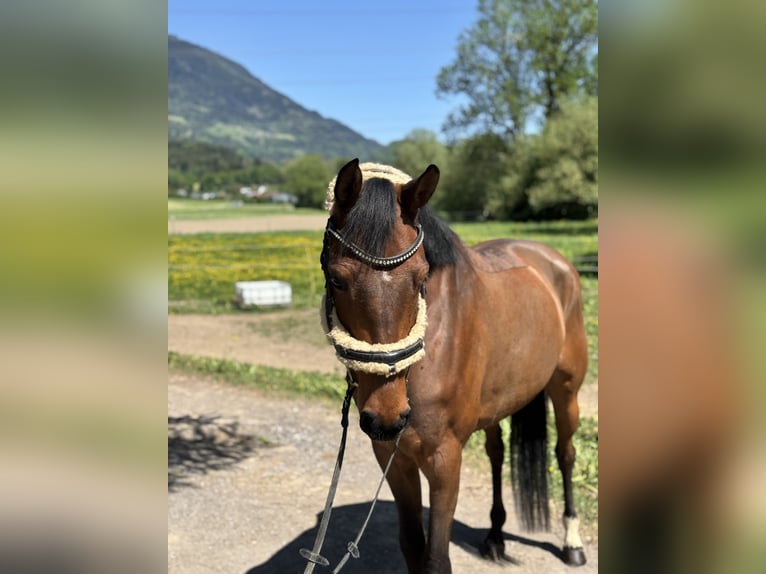 Westfale Stute 6 Jahre 157 cm Brauner in Schlins