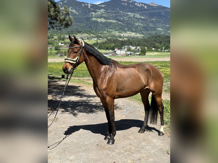 Westfale Stute 6 Jahre 157 cm Brauner in Schlins