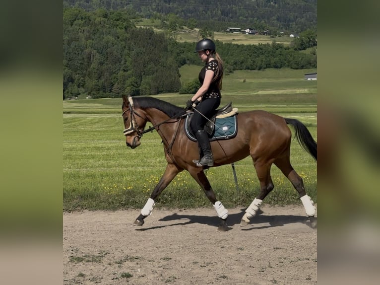 Westfale Stute 6 Jahre 157 cm Brauner in Schlins