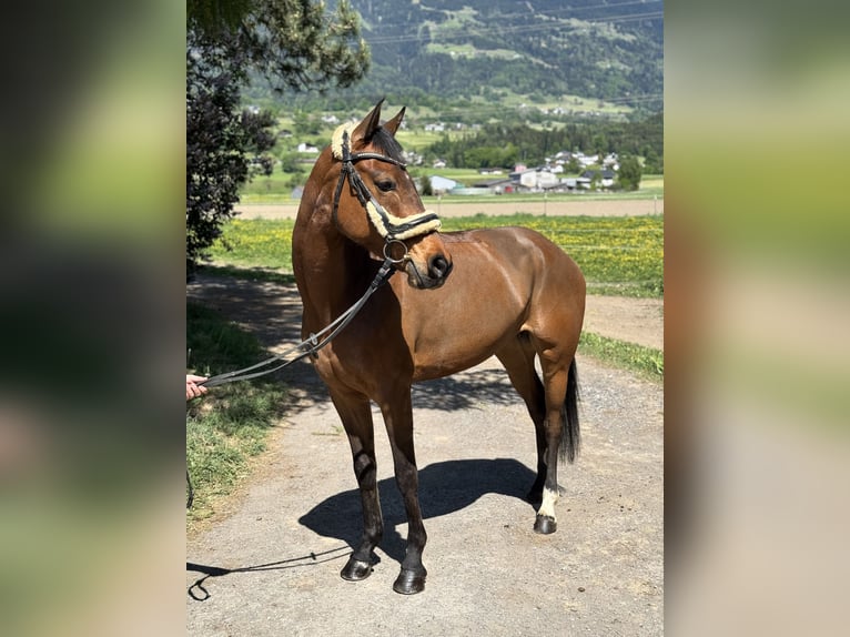 Westfale Stute 6 Jahre 157 cm Brauner in Schlins