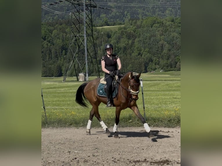 Westfale Stute 6 Jahre 157 cm Brauner in Schlins
