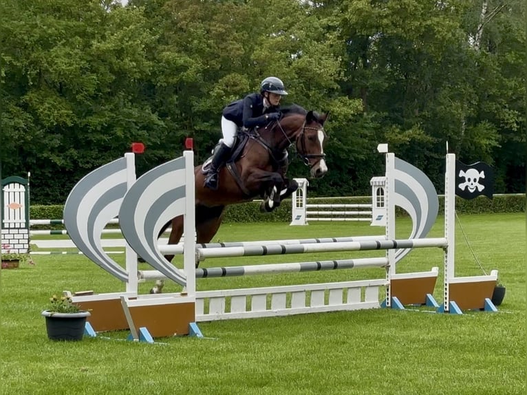 Westfale Stute 6 Jahre 157 cm Brauner in Stegelitz