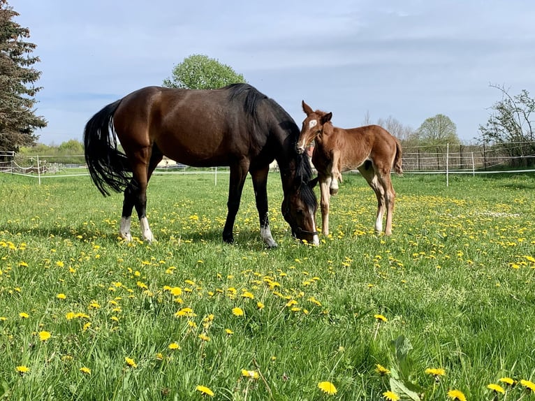 Westfale Stute 6 Jahre 157 cm Brauner in Stegelitz