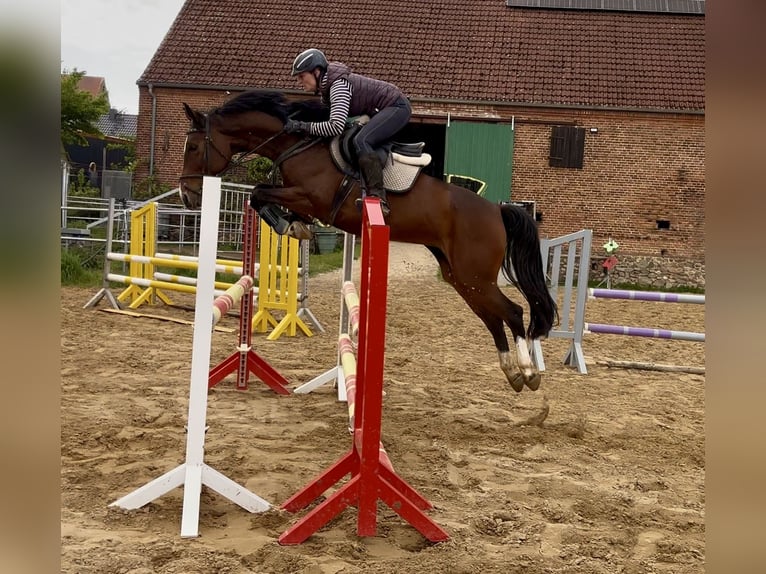Westfale Stute 6 Jahre 157 cm Brauner in Stegelitz
