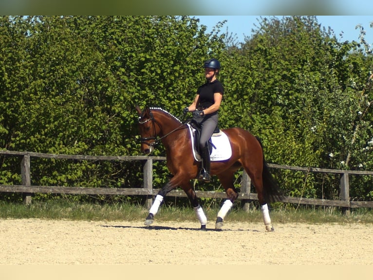 Westfale Stute 6 Jahre 158 cm Brauner in Iserlohn