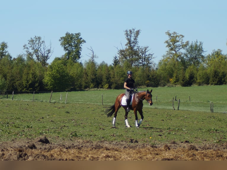Westfale Stute 6 Jahre 158 cm Brauner in Iserlohn