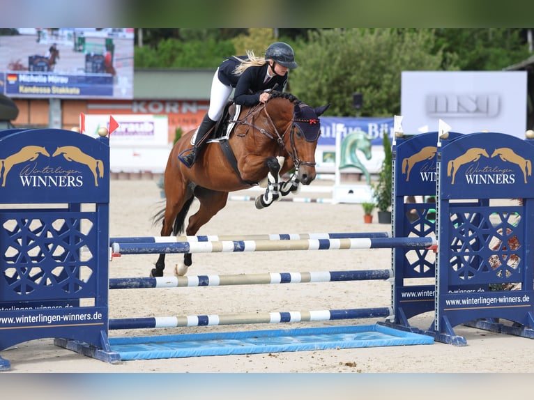 Westfale Stute 6 Jahre 158 cm Brauner in Tübingen