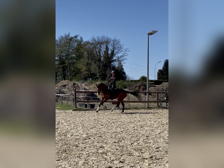 Westfale Stute 6 Jahre 160 cm Brauner in Dortmund
