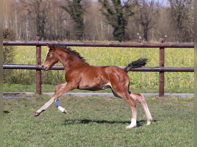 Westfale Stute 6 Jahre 160 cm Brauner in Warendorf