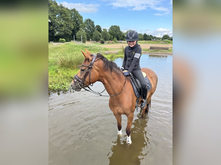 Westfale Stute 6 Jahre 161 cm Dunkelfuchs in Kaltenkirchen