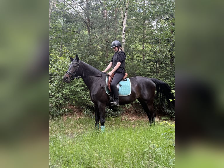 Westfale Stute 6 Jahre 162 cm Dunkelbrauner in Soest