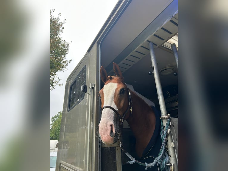 Westfale Stute 6 Jahre 162 cm Fuchs in Nieder-Olm