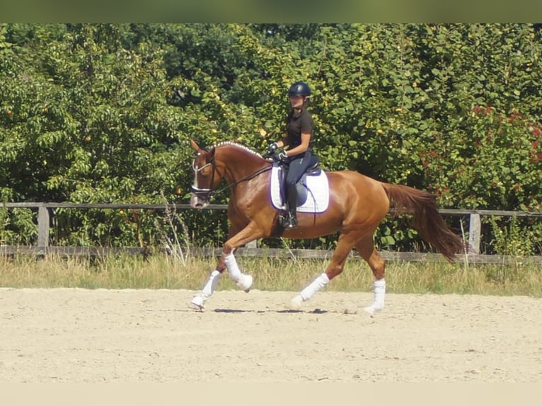 Westfale Stute 6 Jahre 163 cm Fuchs in Iserlohn