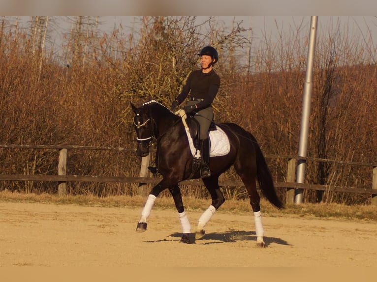 Westfale Stute 6 Jahre 163 cm Rappe in Iserlohn