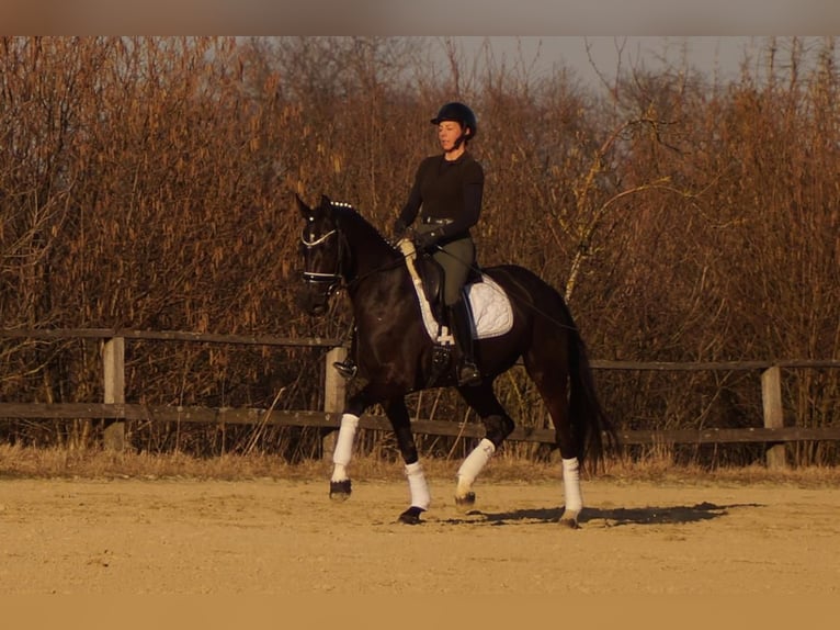 Westfale Stute 6 Jahre 163 cm Rappe in Iserlohn