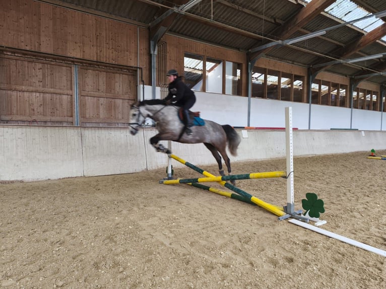 Westfale Stute 6 Jahre 163 cm Schimmel in Amstetten