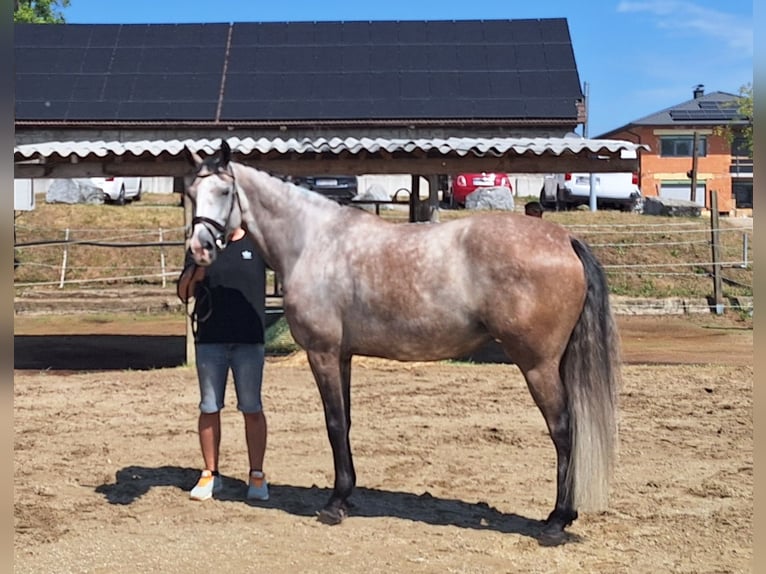 Westfale Stute 6 Jahre 163 cm Schimmel in Amstetten