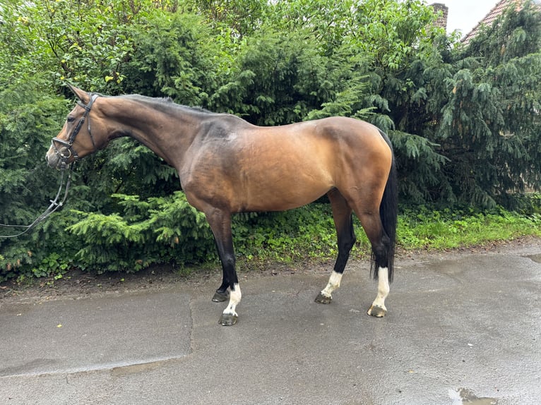 Westfale Stute 6 Jahre 164 cm Brauner in Arnsberg
