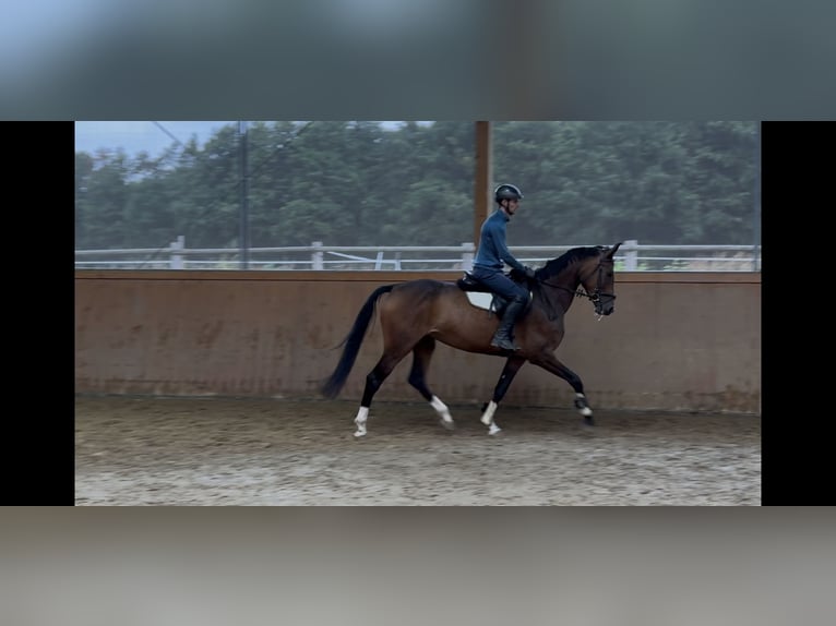 Westfale Stute 6 Jahre 164 cm Brauner in Arnsberg