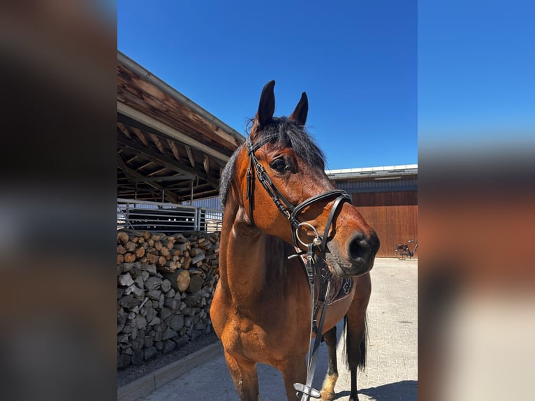 Westfale Stute 6 Jahre 164 cm Brauner in Grevenbroich