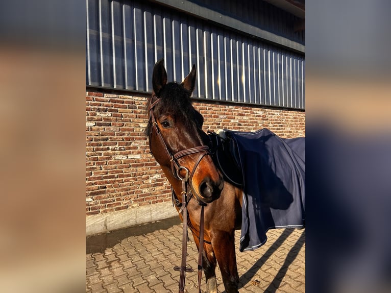 Westfale Stute 6 Jahre 164 cm Brauner in Grevenbroich