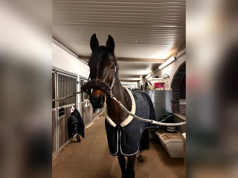 Westfale Stute 6 Jahre 164 cm Brauner in Grevenbroich