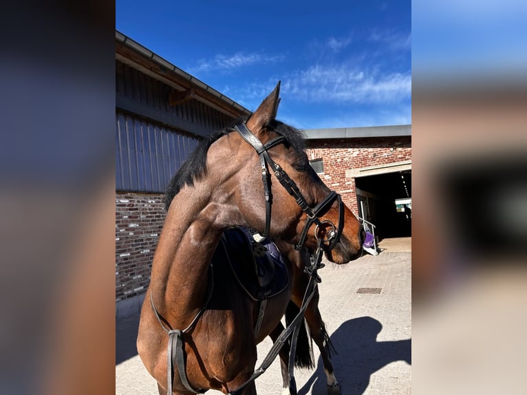 Westfale Stute 6 Jahre 164 cm Brauner in Grevenbroich