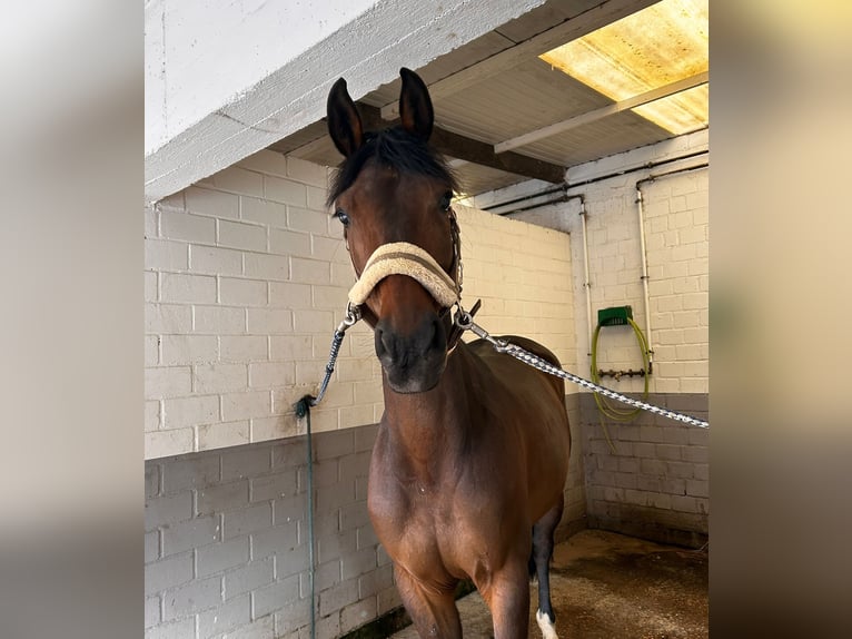 Westfale Stute 6 Jahre 164 cm Brauner in Grevenbroich