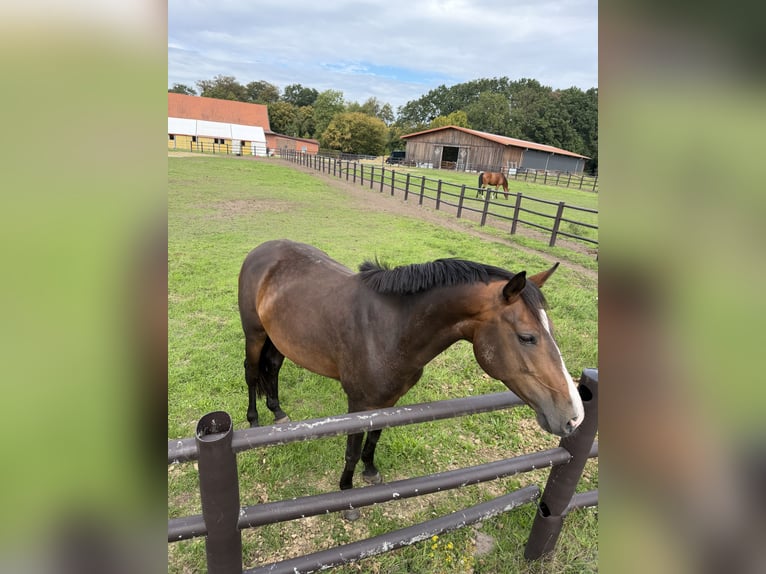 Westfale Stute 6 Jahre 164 cm Dunkelbrauner in Warendorf
