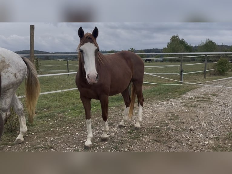 Westfale Stute 6 Jahre 164 cm Fuchs in Westhausen