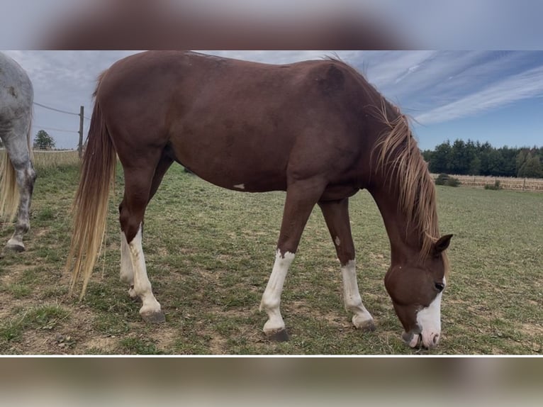 Westfale Stute 6 Jahre 164 cm Fuchs in Westhausen