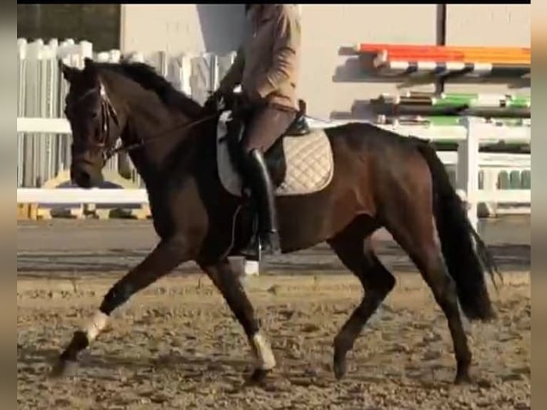 Westfale Stute 6 Jahre 165 cm Brauner in Dortmund