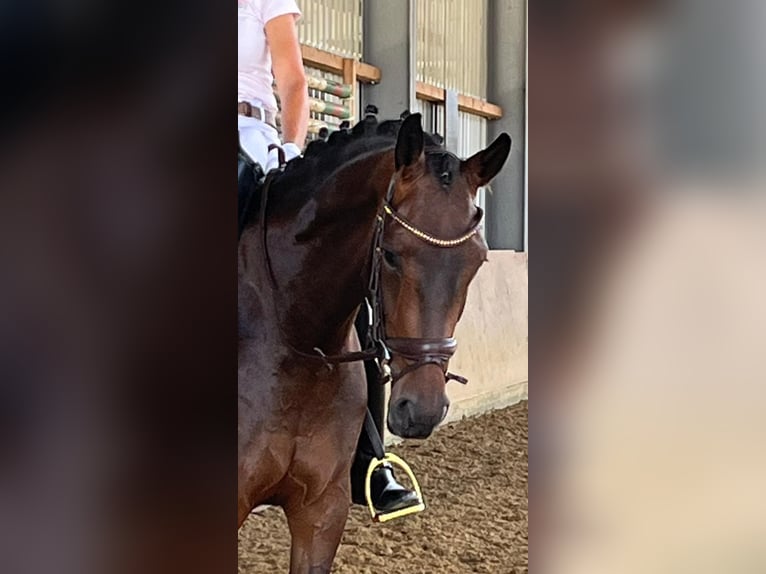 Westfale Stute 6 Jahre 165 cm Brauner in Dortmund