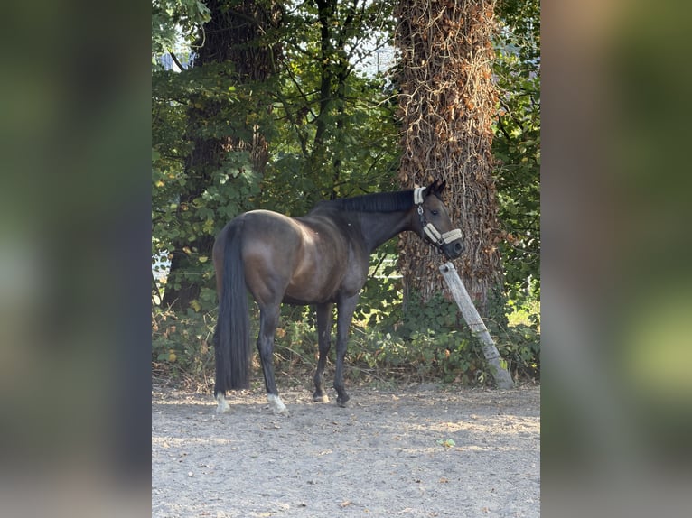 Westfale Stute 6 Jahre 165 cm Brauner in Greven