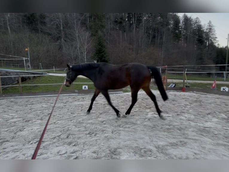 Westfale Stute 6 Jahre 165 cm Brauner in Langenbruck
