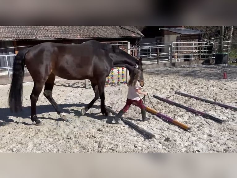 Westfale Stute 6 Jahre 165 cm Brauner in Langenbruck