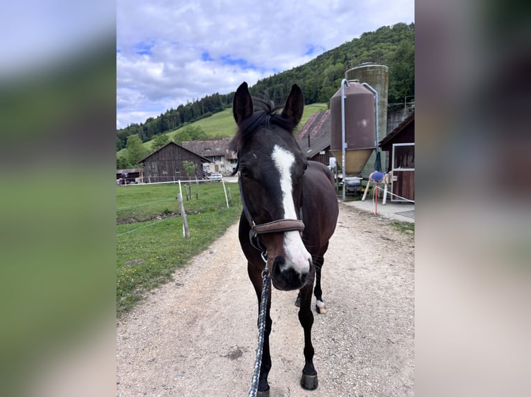 Westfale Stute 6 Jahre 165 cm Brauner in Langenbruck
