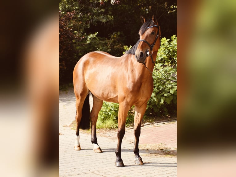 Westfale Stute 6 Jahre 165 cm Brauner in Eggermühlen