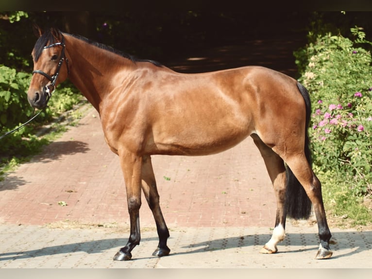 Westfale Stute 6 Jahre 165 cm Brauner in Eggermühlen