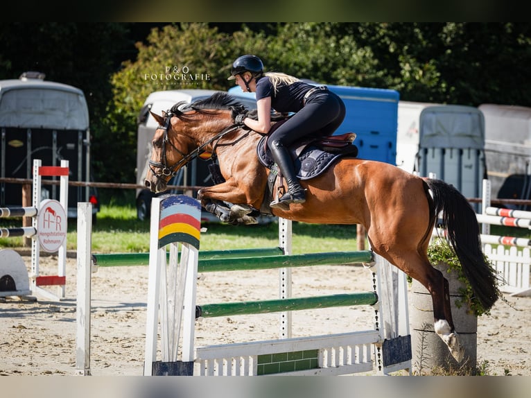 Westfale Stute 6 Jahre 165 cm Brauner in Recklinghausen