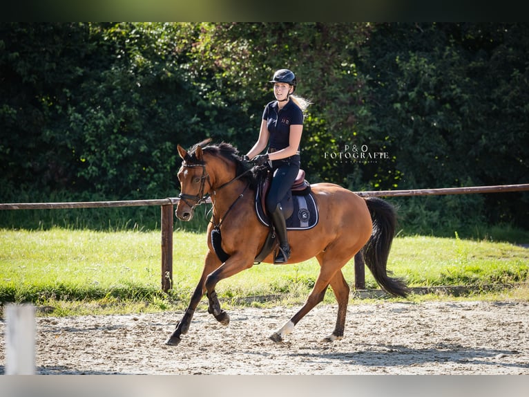 Westfale Stute 6 Jahre 165 cm Brauner in Recklinghausen