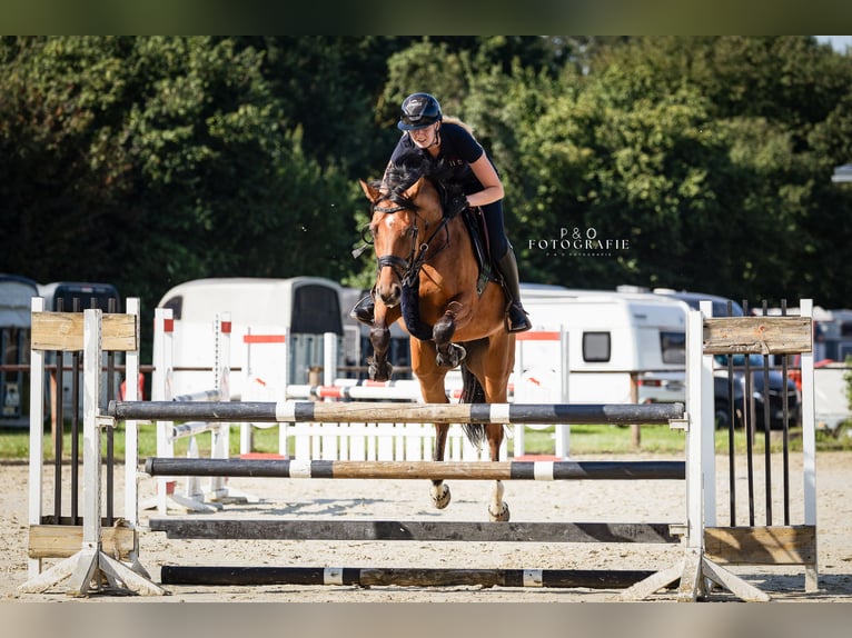 Westfale Stute 6 Jahre 165 cm Brauner in Recklinghausen